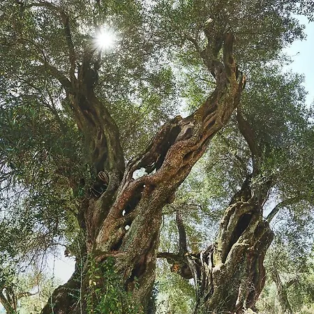 The Guund House * Xanthátai