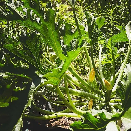 The Guund House Appartement Xanthátai